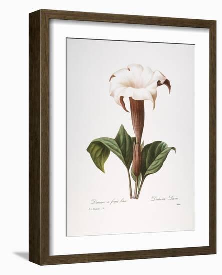 Redoute: Datura, 1833-Pierre-Joseph Redouté-Framed Giclee Print