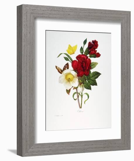 Redoute: Hellebore, 1833-Pierre-Joseph Redouté-Framed Giclee Print