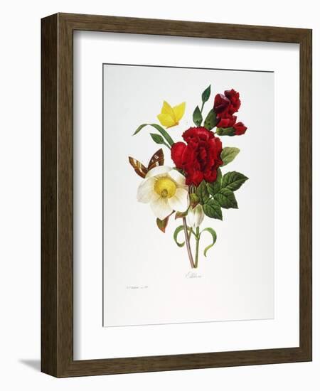 Redoute: Hellebore, 1833-Pierre-Joseph Redouté-Framed Giclee Print