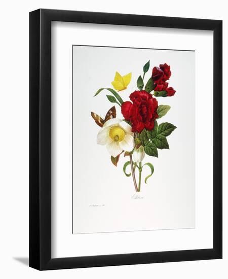 Redoute: Hellebore, 1833-Pierre-Joseph Redouté-Framed Giclee Print