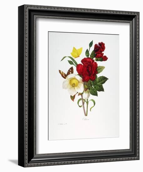 Redoute: Hellebore, 1833-Pierre-Joseph Redouté-Framed Giclee Print