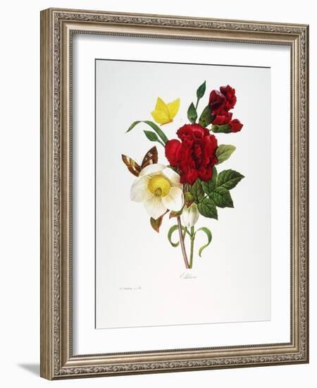 Redoute: Hellebore, 1833-Pierre-Joseph Redouté-Framed Giclee Print