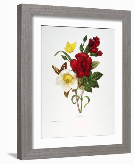 Redoute: Hellebore, 1833-Pierre-Joseph Redouté-Framed Giclee Print