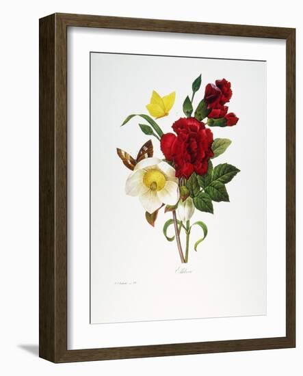 Redoute: Hellebore, 1833-Pierre-Joseph Redouté-Framed Giclee Print