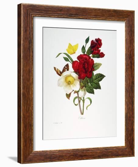 Redoute: Hellebore, 1833-Pierre-Joseph Redouté-Framed Giclee Print