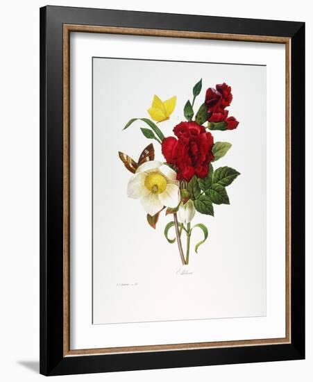 Redoute: Hellebore, 1833-Pierre-Joseph Redouté-Framed Giclee Print