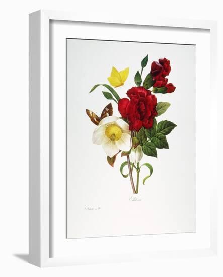 Redoute: Hellebore, 1833-Pierre-Joseph Redouté-Framed Giclee Print