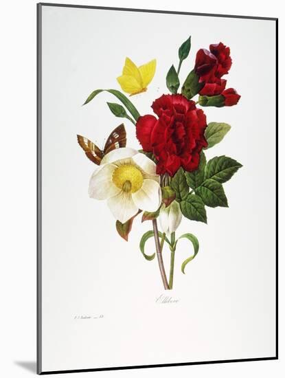 Redoute: Hellebore, 1833-Pierre-Joseph Redouté-Mounted Giclee Print