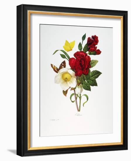 Redoute: Hellebore, 1833-Pierre-Joseph Redouté-Framed Giclee Print