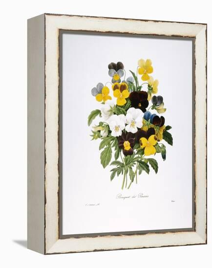 Redoute: Pansy, 1833-Pierre-Joseph Redouté-Framed Premier Image Canvas