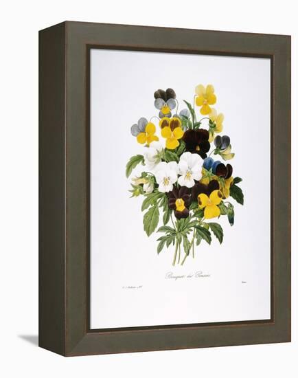 Redoute: Pansy, 1833-Pierre-Joseph Redouté-Framed Premier Image Canvas