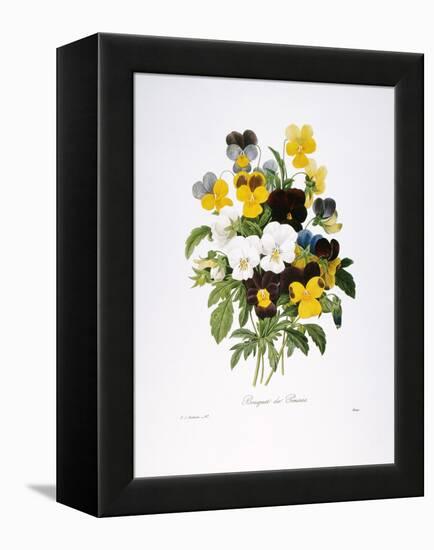 Redoute: Pansy, 1833-Pierre-Joseph Redouté-Framed Premier Image Canvas