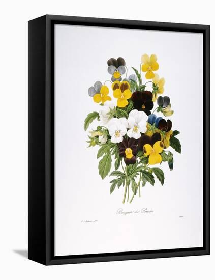 Redoute: Pansy, 1833-Pierre-Joseph Redouté-Framed Premier Image Canvas