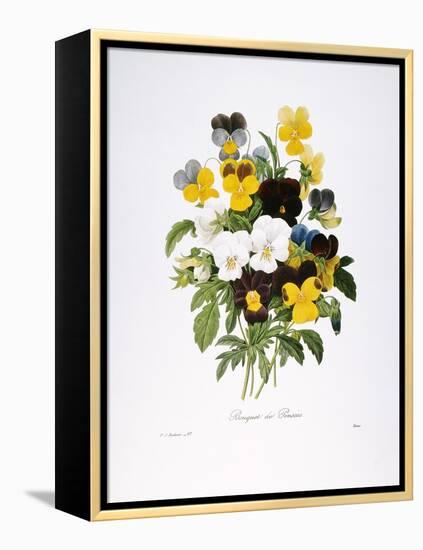 Redoute: Pansy, 1833-Pierre-Joseph Redouté-Framed Premier Image Canvas