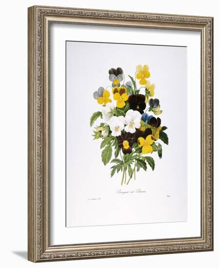 Redoute: Pansy, 1833-Pierre-Joseph Redouté-Framed Giclee Print