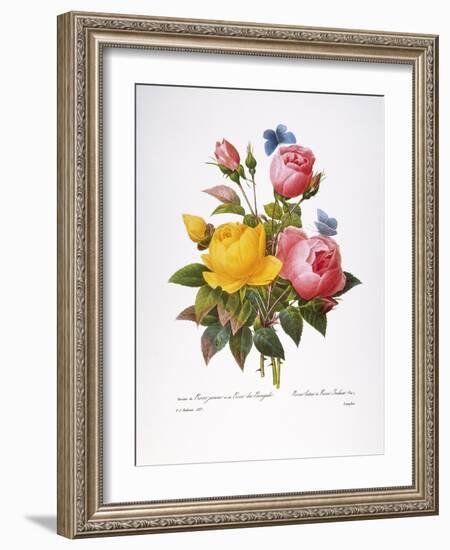 Redoute: Roses, 1833-Pierre-Joseph Redouté-Framed Giclee Print