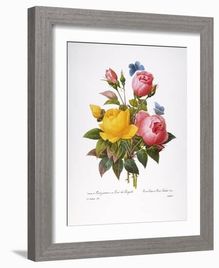 Redoute: Roses, 1833-Pierre-Joseph Redouté-Framed Giclee Print