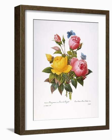 Redoute: Roses, 1833-Pierre-Joseph Redouté-Framed Giclee Print