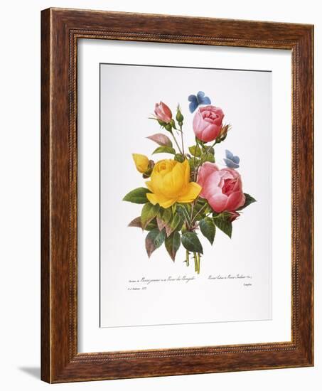 Redoute: Roses, 1833-Pierre-Joseph Redouté-Framed Giclee Print
