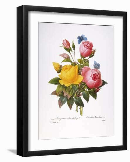 Redoute: Roses, 1833-Pierre-Joseph Redouté-Framed Giclee Print