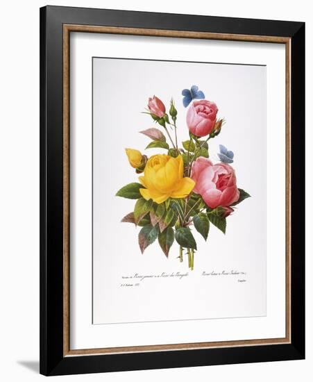 Redoute: Roses, 1833-Pierre-Joseph Redouté-Framed Giclee Print