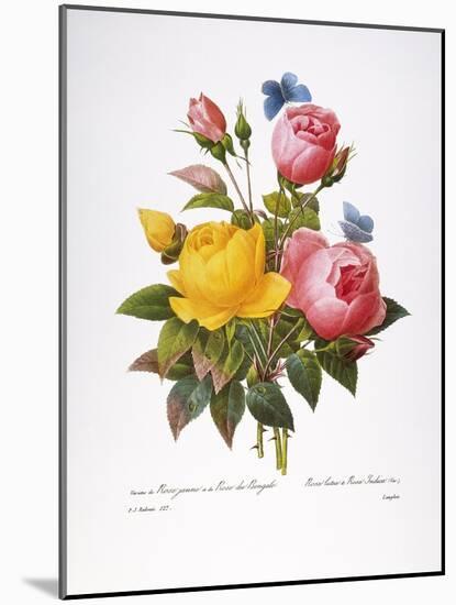 Redoute: Roses, 1833-Pierre-Joseph Redouté-Mounted Giclee Print