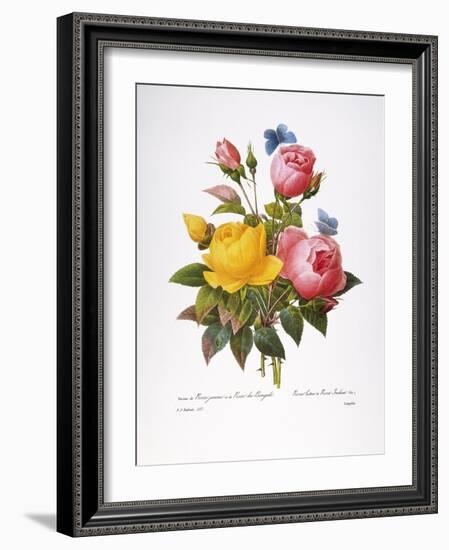 Redoute: Roses, 1833-Pierre-Joseph Redouté-Framed Giclee Print