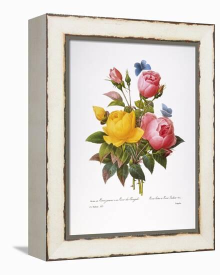 Redoute: Roses, 1833-Pierre-Joseph Redouté-Framed Premier Image Canvas