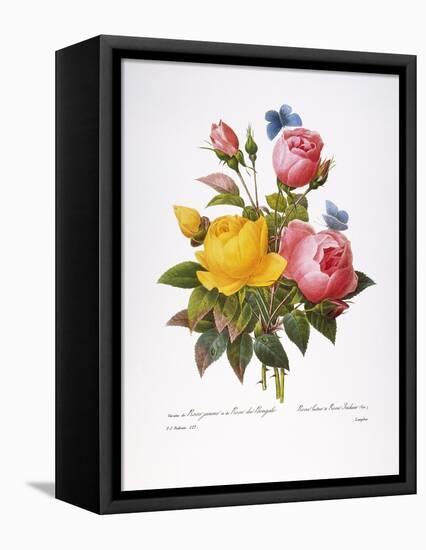 Redoute: Roses, 1833-Pierre-Joseph Redouté-Framed Premier Image Canvas