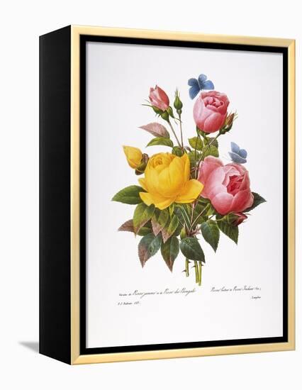 Redoute: Roses, 1833-Pierre-Joseph Redouté-Framed Premier Image Canvas