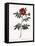 Redoute's Rose with Red Stems and Prickles-Pierre Joseph Redoute-Framed Premier Image Canvas