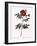 Redoute's Rose with Red Stems and Prickles-Pierre Joseph Redoute-Framed Giclee Print