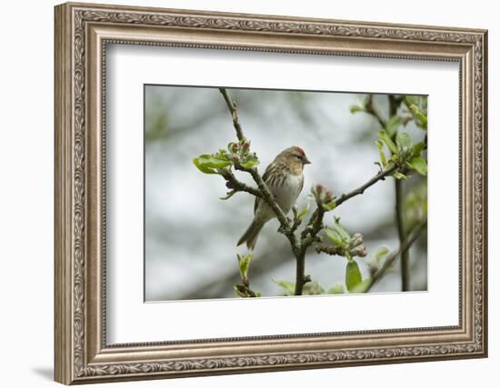 Redpoll (Carduelis Flammea) Adult Male Perched. Wales, UK, February-Mark Hamblin-Framed Photographic Print