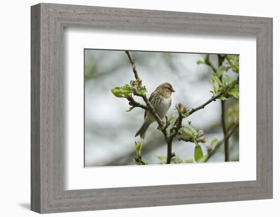 Redpoll (Carduelis Flammea) Adult Male Perched. Wales, UK, February-Mark Hamblin-Framed Photographic Print