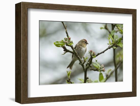 Redpoll (Carduelis Flammea) Adult Male Perched. Wales, UK, February-Mark Hamblin-Framed Photographic Print