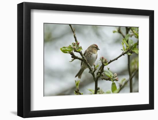 Redpoll (Carduelis Flammea) Adult Male Perched. Wales, UK, February-Mark Hamblin-Framed Photographic Print