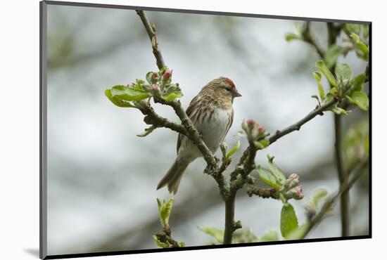 Redpoll (Carduelis Flammea) Adult Male Perched. Wales, UK, February-Mark Hamblin-Mounted Photographic Print