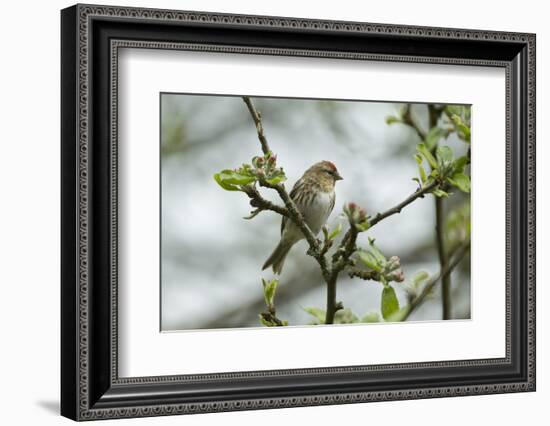 Redpoll (Carduelis Flammea) Adult Male Perched. Wales, UK, February-Mark Hamblin-Framed Photographic Print