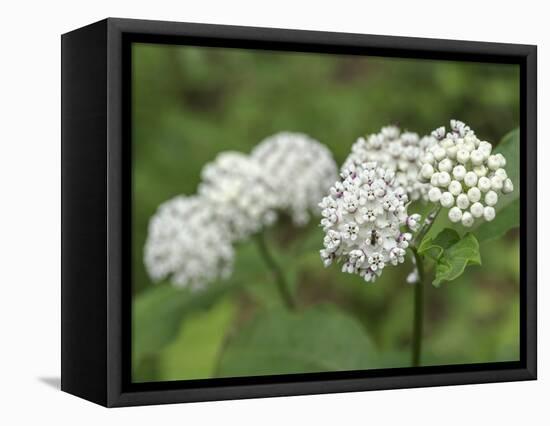 Redring milkweed, white-flowered milkweed, Mammoth Cave National Park, Kentucky-Maresa Pryor-Framed Premier Image Canvas