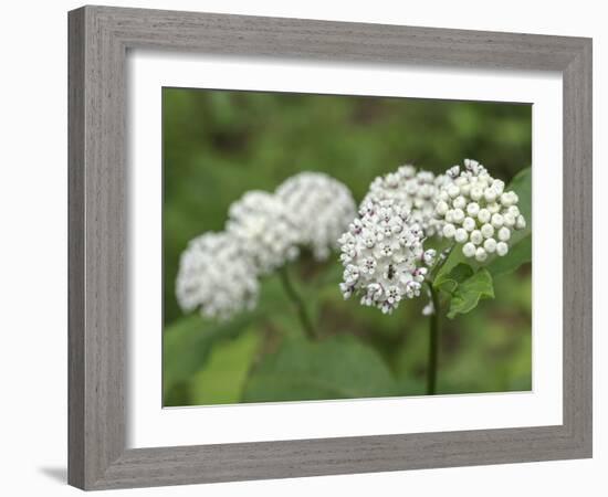 Redring milkweed, white-flowered milkweed, Mammoth Cave National Park, Kentucky-Maresa Pryor-Framed Photographic Print