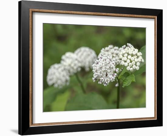 Redring milkweed, white-flowered milkweed, Mammoth Cave National Park, Kentucky-Maresa Pryor-Framed Photographic Print