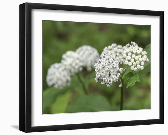 Redring milkweed, white-flowered milkweed, Mammoth Cave National Park, Kentucky-Maresa Pryor-Framed Photographic Print
