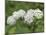 Redring milkweed, white-flowered milkweed, Mammoth Cave National Park, Kentucky-Maresa Pryor-Mounted Photographic Print