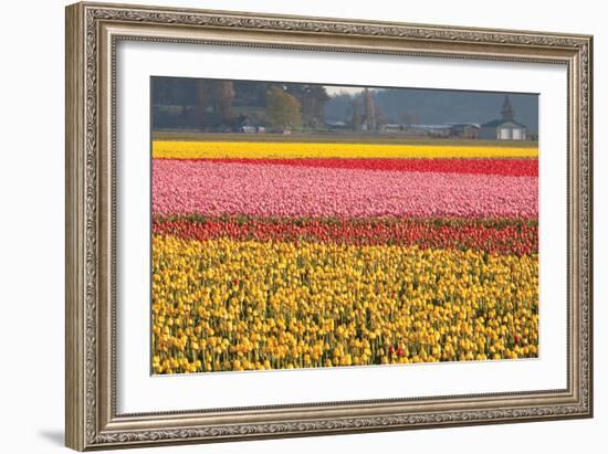 Reds, Pinks and Yellows-Dana Styber-Framed Photographic Print