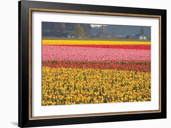 Reds, Pinks and Yellows-Dana Styber-Framed Photographic Print