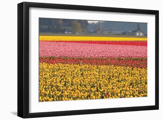 Reds, Pinks and Yellows-Dana Styber-Framed Photographic Print