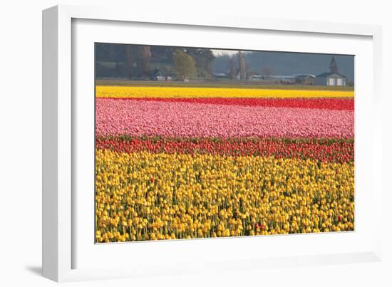 Reds, Pinks and Yellows-Dana Styber-Framed Photographic Print