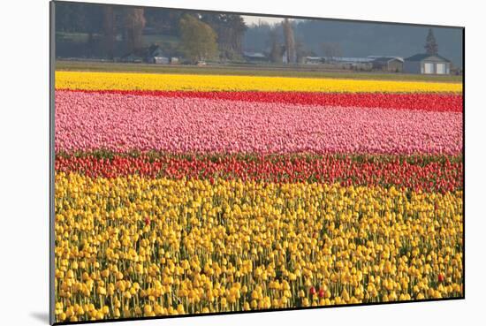 Reds, Pinks and Yellows-Dana Styber-Mounted Photographic Print