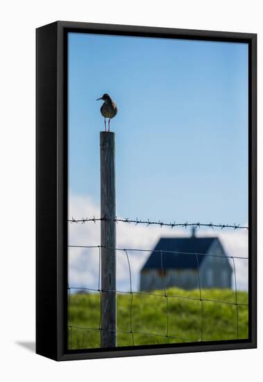 Redshank (Tringa Totanus), Flatey Island, Breidafjordur, Iceland-null-Framed Premier Image Canvas
