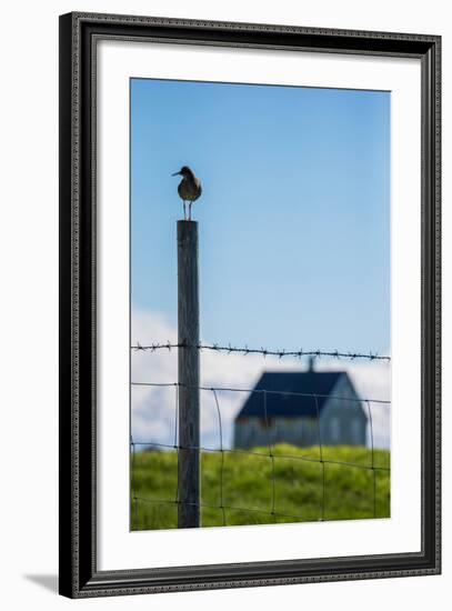 Redshank (Tringa Totanus), Flatey Island, Breidafjordur, Iceland-null-Framed Photographic Print